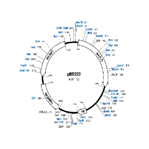 ELECTROFORESIS UNTUK PLASMID DNA